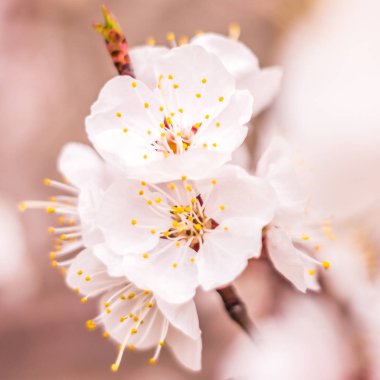 Bahar çiçek konsepti. Kayısı ağacının tam çiçeklenme. Soyut bulanık arka plan üzerinde güzel çiçek. Yumuşak seçici odakla yakın çekim.