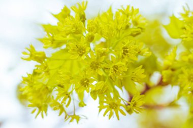Bulanık çiçek arkaplanı. Dolu çiçekler ve orman ağacının ilk yaprakları. Bahar, ziyafet, kutlama ve güzel çiçek dekorasyonu konsepti. Yumuşak seçici bir odak ile yakın çekim. Ayarlanmış
