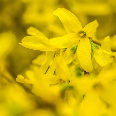 Bahar çiçeği konsepti. Orman ağacı çiçek açmış. Soyut, bulanık bir arkaplanda güzel bir çiçek. Yumuşak seçici odaklı yakın plan.