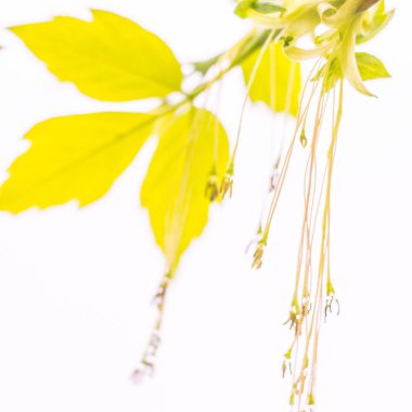 Bulanık çiçek arkaplanı. Dolu çiçekler ve orman ağacının ilk yaprakları. Bahar, ziyafet, kutlama ve güzel çiçek dekorasyonu konsepti. Yumuşak seçici odaklı yakın plan