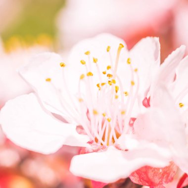 Bulanık çiçek arkaplanı. Dolu çiçekler ve orman ağacının ilk yaprakları. Bahar, ziyafet, kutlama ve güzel çiçek dekorasyonu konsepti. Yumuşak seçici odaklı yakın plan