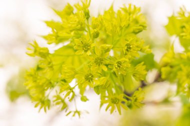Bulanık çiçek arkaplanı. Dolu çiçekler ve orman ağacının ilk yaprakları. Bahar, ziyafet, kutlama ve güzel çiçek dekorasyonu konsepti. Yumuşak seçici bir odak ile yakın çekim. Ayarlanmış