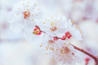 Bulanık çiçek arkaplanı. Dolu çiçekler ve orman ağacının ilk yaprakları. Bahar, ziyafet, kutlama ve güzel çiçek dekorasyonu konsepti. Yumuşak seçici bir odak ile yakın çekim. Ayarlanmış