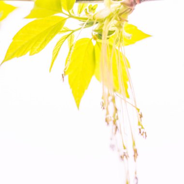 Bulanık çiçek arkaplanı. Dolu çiçekler ve orman ağacının ilk yaprakları. Bahar, ziyafet, kutlama ve güzel çiçek dekorasyonu konsepti. Yumuşak seçici odaklı yakın plan