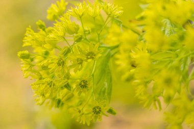 Bulanık çiçek arkaplanı. Dolu çiçekler ve orman ağacının ilk yaprakları. Bahar, ziyafet, kutlama ve güzel çiçek dekorasyonu konsepti. Yumuşak seçici bir odak ile yakın çekim. Ayarlanmış
