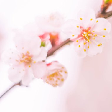 Bulanık çiçek arkaplanı. Dolu çiçekler ve orman ağacının ilk yaprakları. Bahar, ziyafet, kutlama ve güzel çiçek dekorasyonu konsepti. Yumuşak seçici odaklı yakın plan