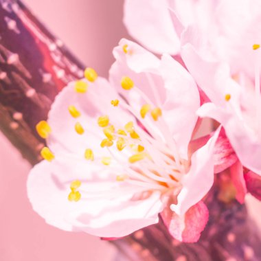 Bulanık çiçek arkaplanı. Dolu çiçekler ve orman ağacının ilk yaprakları. Bahar, ziyafet, kutlama ve güzel çiçek dekorasyonu konsepti. Yumuşak seçici bir odak ile yakın çekim. Ayarlanmış