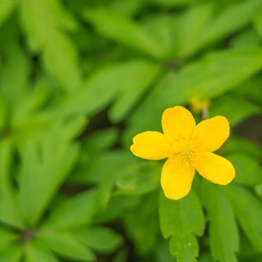 Bulanık çiçek arkaplanı. Dolu çiçekler ve orman ağacının ilk yaprakları. Bahar, ziyafet, kutlama ve güzel çiçek dekorasyonu konsepti. Yumuşak seçici odaklı yakın plan