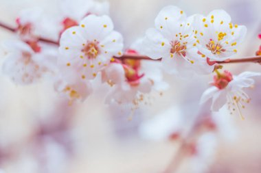 Bulanık çiçek arkaplanı. Dolu çiçekler ve orman ağacının ilk yaprakları. Bahar, ziyafet, kutlama ve güzel çiçek dekorasyonu konsepti. Yumuşak seçici bir odak ile yakın çekim. Ayarlanmış