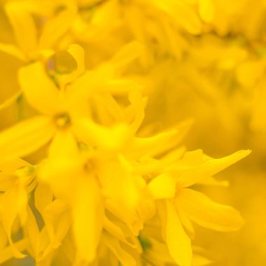 Bulanık çiçek arkaplanı. Dolu çiçekler ve orman ağacının ilk yaprakları. Bahar, ziyafet, kutlama ve güzel çiçek dekorasyonu konsepti. Yumuşak seçici bir odak ile yakın çekim. Ayarlanmış