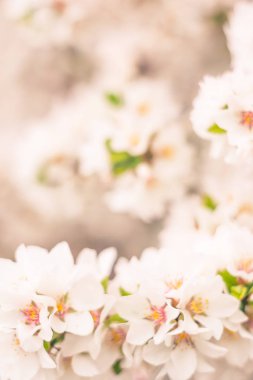 Bulanık çiçek arkaplanı. Dolu çiçekler ve orman ağacının ilk yaprakları. Bahar, ziyafet, kutlama ve güzel çiçek dekorasyonu konsepti. Yumuşak seçici bir odak ile yakın çekim. Ayarlanmış