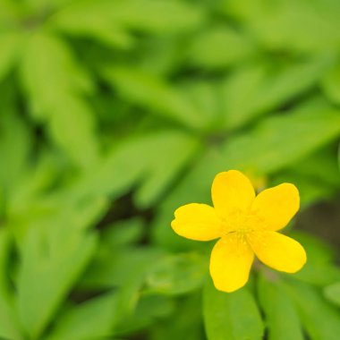 Bulanık çiçek arkaplanı. Dolu çiçekler ve orman ağacının ilk yaprakları. Bahar, ziyafet, kutlama ve güzel çiçek dekorasyonu konsepti. Yumuşak seçici odaklı yakın plan