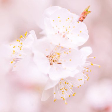 Bulanık çiçek arkaplanı. Dolu çiçekler ve orman ağacının ilk yaprakları. Bahar, ziyafet, kutlama ve güzel çiçek dekorasyonu konsepti. Yumuşak seçici odaklı yakın plan