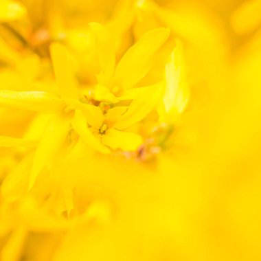 Bulanık çiçek arkaplanı. Dolu çiçekler ve orman ağacının ilk yaprakları. Bahar, ziyafet, kutlama ve güzel çiçek dekorasyonu konsepti. Yumuşak seçici bir odak ile yakın çekim. Ayarlanmış