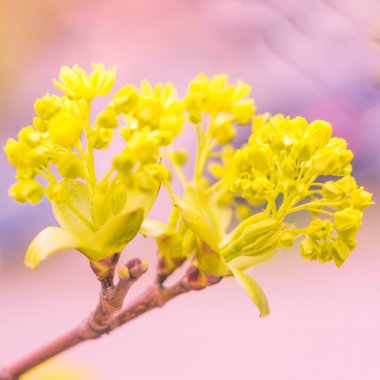 Bulanık çiçek arkaplanı. Dolu çiçekler ve orman ağacının ilk yaprakları. Bahar, ziyafet, kutlama ve güzel çiçek dekorasyonu konsepti. Yumuşak seçici bir odak ile yakın çekim. Ayarlanmış