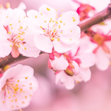Bulanık çiçek arkaplanı. Dolu çiçekler ve orman ağacının ilk yaprakları. Bahar, ziyafet, kutlama ve güzel çiçek dekorasyonu konsepti. Yumuşak seçici bir odak ile yakın çekim. Ayarlanmış