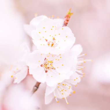 Bulanık çiçek arkaplanı. Dolu çiçekler ve orman ağacının ilk yaprakları. Bahar, ziyafet, kutlama ve güzel çiçek dekorasyonu konsepti. Yumuşak seçici odaklı yakın plan