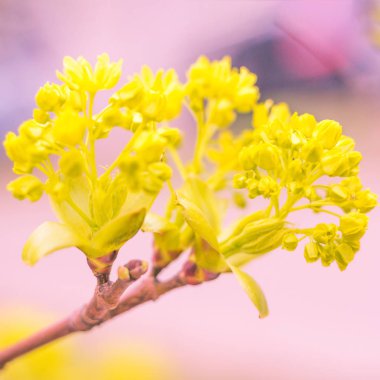 Bulanık çiçek arkaplanı. Dolu çiçekler ve orman ağacının ilk yaprakları. Bahar, ziyafet, kutlama ve güzel çiçek dekorasyonu konsepti. Yumuşak seçici bir odak ile yakın çekim. Ayarlanmış