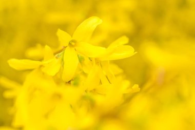 Bulanık çiçek arkaplanı. Dolu çiçekler ve orman ağacının ilk yaprakları. Bahar, ziyafet, kutlama ve güzel çiçek dekorasyonu konsepti. Yumuşak seçici bir odak ile yakın çekim. Ayarlanmış