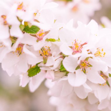 Bulanık çiçek arkaplanı. Dolu çiçekler ve orman ağacının ilk yaprakları. Bahar, ziyafet, kutlama ve güzel çiçek dekorasyonu konsepti. Yumuşak seçici odaklı yakın plan