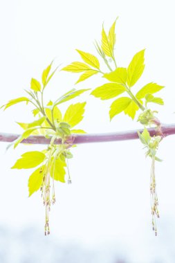Bulanık çiçek arkaplanı. Dolu çiçekler ve orman ağacının ilk yaprakları. Bahar, ziyafet, kutlama ve güzel çiçek dekorasyonu konsepti. Yumuşak seçici bir odak ile yakın çekim. Ayarlanmış