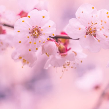 Bulanık çiçek arkaplanı. Dolu çiçekler ve orman ağacının ilk yaprakları. Bahar, ziyafet, kutlama ve güzel çiçek dekorasyonu konsepti. Yumuşak seçici bir odak ile yakın çekim. Ayarlanmış