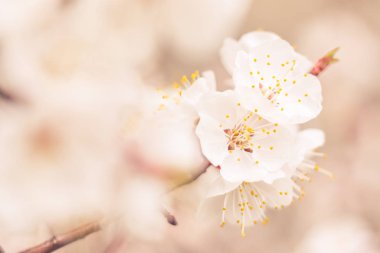 Bulanık çiçek arkaplanı. Dolu çiçekler ve orman ağacının ilk yaprakları. Bahar, ziyafet, kutlama ve güzel çiçek dekorasyonu konsepti. Yumuşak seçici bir odak ile yakın çekim. Ayarlanmış