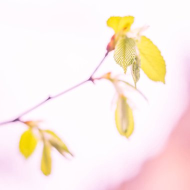 Bulanık çiçek arkaplanı. Dolu çiçekler ve orman ağacının ilk yaprakları. Bahar, ziyafet, kutlama ve güzel çiçek dekorasyonu konsepti. Yumuşak seçici bir odak ile yakın çekim. Ayarlanmış