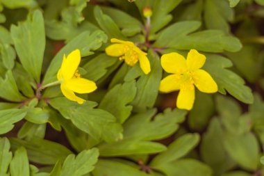 Bulanık çiçek arkaplanı. Dolu çiçekler ve orman ağacının ilk yaprakları. Bahar, ziyafet, kutlama ve güzel çiçek dekorasyonu konsepti. Yumuşak seçici bir odak ile yakın çekim. Ayarlanmış