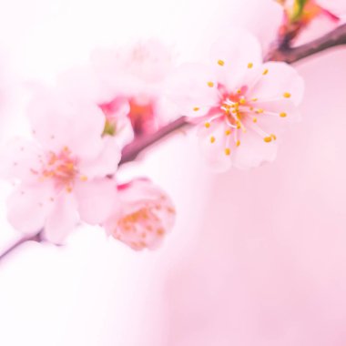 Bulanık çiçek arkaplanı. Dolu çiçekler ve orman ağacının ilk yaprakları. Bahar, ziyafet, kutlama ve güzel çiçek dekorasyonu konsepti. Yumuşak seçici bir odak ile yakın çekim. Ayarlanmış