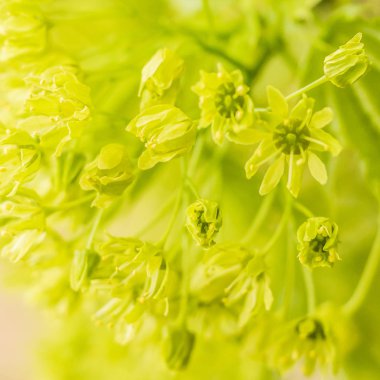 Bahar çiçeği konsepti. Dolu çiçekler ve orman ağacının ilk yaprakları. Soyut, bulanık bir arkaplanda güzel bir çiçek. Yumuşak seçici odaklı yakın plan.