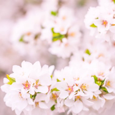 Bulanık çiçek arkaplanı. Dolu çiçekler ve orman ağacının ilk yaprakları. Bahar, ziyafet, kutlama ve güzel çiçek dekorasyonu konsepti. Yumuşak seçici odaklı yakın plan