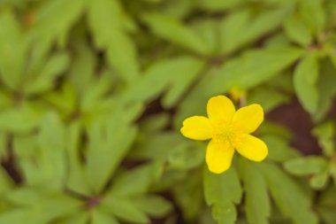 Bulanık çiçek arkaplanı. Dolu çiçekler ve orman ağacının ilk yaprakları. Bahar, ziyafet, kutlama ve güzel çiçek dekorasyonu konsepti. Yumuşak seçici bir odak ile yakın çekim. Ayarlanmış