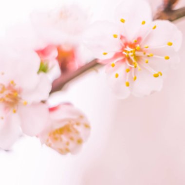 Bulanık çiçek arkaplanı. Dolu çiçekler ve orman ağacının ilk yaprakları. Bahar, ziyafet, kutlama ve güzel çiçek dekorasyonu konsepti. Yumuşak seçici odaklı yakın plan