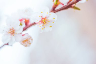 Bulanık çiçek arkaplanı. Dolu çiçekler ve orman ağacının ilk yaprakları. Bahar, ziyafet, kutlama ve güzel çiçek dekorasyonu konsepti. Yumuşak seçici bir odak ile yakın çekim. Ayarlanmış