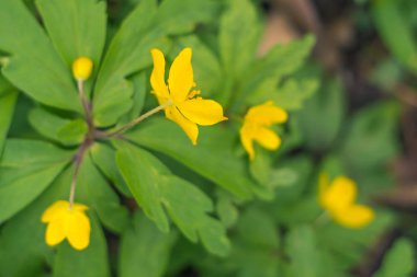 Bulanık çiçek arkaplanı. Dolu çiçekler ve orman ağacının ilk yaprakları. Bahar, ziyafet, kutlama ve güzel çiçek dekorasyonu konsepti. Yumuşak seçici bir odak ile yakın çekim. Ayarlanmış