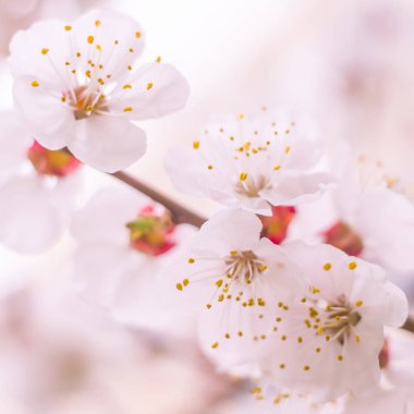 Bulanık çiçek arkaplanı. Dolu çiçekler ve orman ağacının ilk yaprakları. Bahar, ziyafet, kutlama ve güzel çiçek dekorasyonu konsepti. Yumuşak seçici odaklı yakın plan