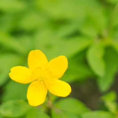 Bulanık çiçek arkaplanı. Dolu çiçekler ve orman ağacının ilk yaprakları. Bahar, ziyafet, kutlama ve güzel çiçek dekorasyonu konsepti. Yumuşak seçici odaklı yakın plan