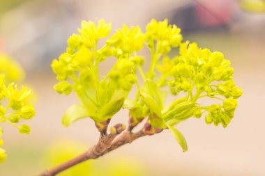 Bulanık çiçek arkaplanı. Dolu çiçekler ve orman ağacının ilk yaprakları. Bahar, ziyafet, kutlama ve güzel çiçek dekorasyonu konsepti. Yumuşak seçici bir odak ile yakın çekim. Ayarlanmış