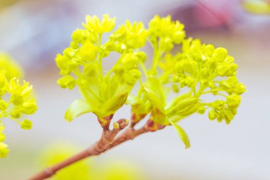 Bulanık çiçek arkaplanı. Dolu çiçekler ve orman ağacının ilk yaprakları. Bahar, ziyafet, kutlama ve güzel çiçek dekorasyonu konsepti. Yumuşak seçici bir odak ile yakın çekim. Ayarlanmış