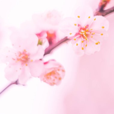 Bulanık çiçek arkaplanı. Dolu çiçekler ve orman ağacının ilk yaprakları. Bahar, ziyafet, kutlama ve güzel çiçek dekorasyonu konsepti. Yumuşak seçici bir odak ile yakın çekim. Ayarlanmış