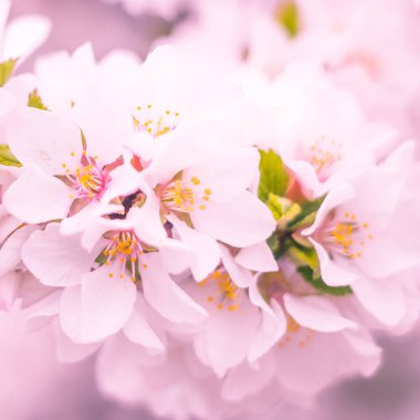 Bulanık çiçek arkaplanı. Dolu çiçekler ve orman ağacının ilk yaprakları. Bahar, ziyafet, kutlama ve güzel çiçek dekorasyonu konsepti. Yumuşak seçici bir odak ile yakın çekim. Ayarlanmış