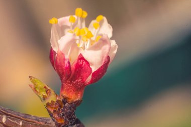 Bulanık çiçek arkaplanı. Dolu çiçekler ve orman ağacının ilk yaprakları. Bahar, ziyafet, kutlama ve güzel çiçek dekorasyonu konsepti. Yumuşak seçici bir odak ile yakın çekim. Ayarlanmış