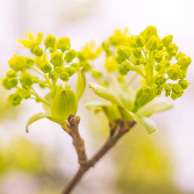 Bulanık çiçek arkaplanı. Dolu çiçekler ve orman ağacının ilk yaprakları. Bahar, ziyafet, kutlama ve güzel çiçek dekorasyonu konsepti. Yumuşak seçici odaklı yakın plan
