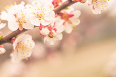 Bulanık çiçek arkaplanı. Dolu çiçekler ve orman ağacının ilk yaprakları. Bahar, ziyafet, kutlama ve güzel çiçek dekorasyonu konsepti. Yumuşak seçici bir odak ile yakın çekim. Ayarlanmış
