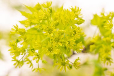 Bulanık çiçek arkaplanı. Dolu çiçekler ve orman ağacının ilk yaprakları. Bahar, ziyafet, kutlama ve güzel çiçek dekorasyonu konsepti. Yumuşak seçici bir odak ile yakın çekim. Ayarlanmış