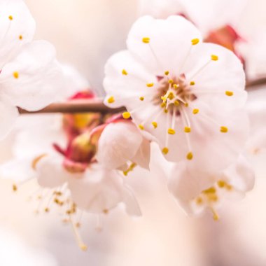 Bahar çiçek konsepti. Kayısı ağacının tam çiçeklenme. Soyut bulanık arka plan üzerinde güzel çiçek. Yumuşak seçici odakla yakın çekim.