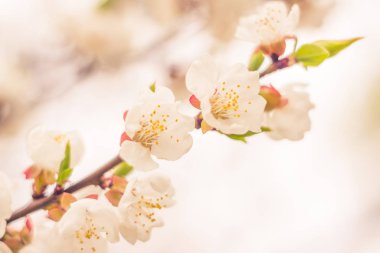 Bulanık çiçek arkaplanı. Dolu çiçekler ve orman ağacının ilk yaprakları. Bahar, ziyafet, kutlama ve güzel çiçek dekorasyonu konsepti. Yumuşak seçici bir odak ile yakın çekim. Ayarlanmış