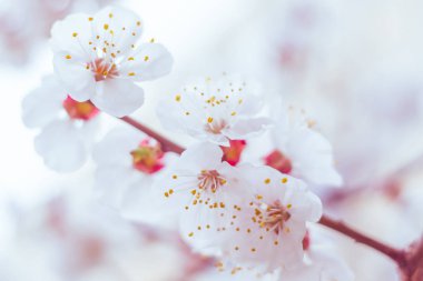 Bulanık çiçek arkaplanı. Dolu çiçekler ve orman ağacının ilk yaprakları. Bahar, ziyafet, kutlama ve güzel çiçek dekorasyonu konsepti. Yumuşak seçici bir odak ile yakın çekim. Ayarlanmış