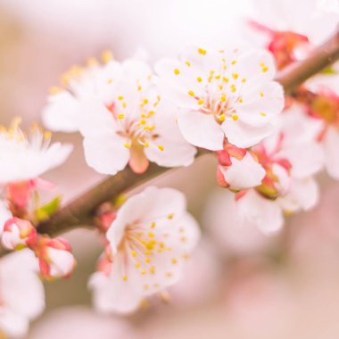 Bulanık çiçek arkaplanı. Dolu çiçekler ve orman ağacının ilk yaprakları. Bahar, ziyafet, kutlama ve güzel çiçek dekorasyonu konsepti. Yumuşak seçici odaklı yakın plan